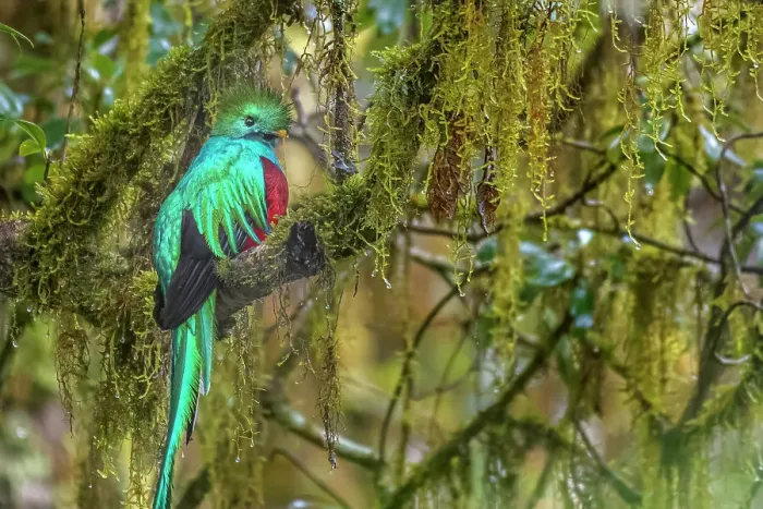 Framed Print : Resplendent Quetzal (Pharomachrus mocinno), Costa Rica Framed Print : Resplendent Quetzal (Pharomachrus mocinno), Costa Rica