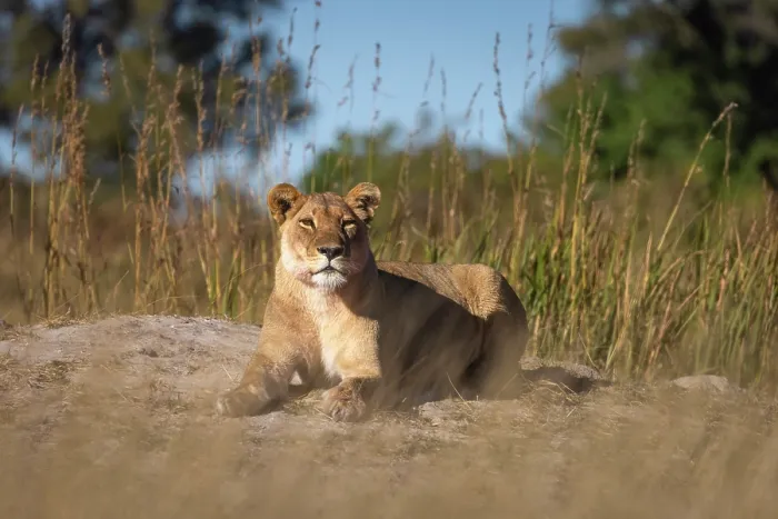 Framed Print : A resting lioness, Okavango Delta, Botswana Framed Print : A resting lioness, Okavango Delta, Botswana