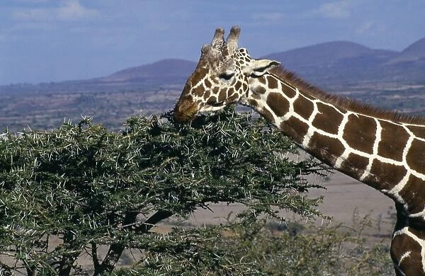 Reticulated giraffe (Giraffa reticulata) feeding on an acacia bush