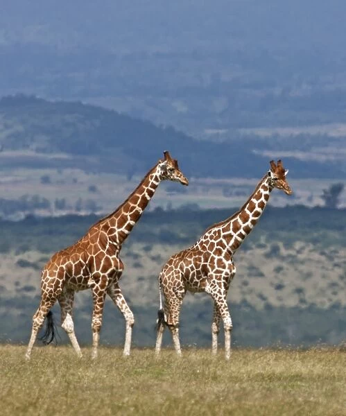 Reticulated giraffes. Mweiga, Solio, Kenya