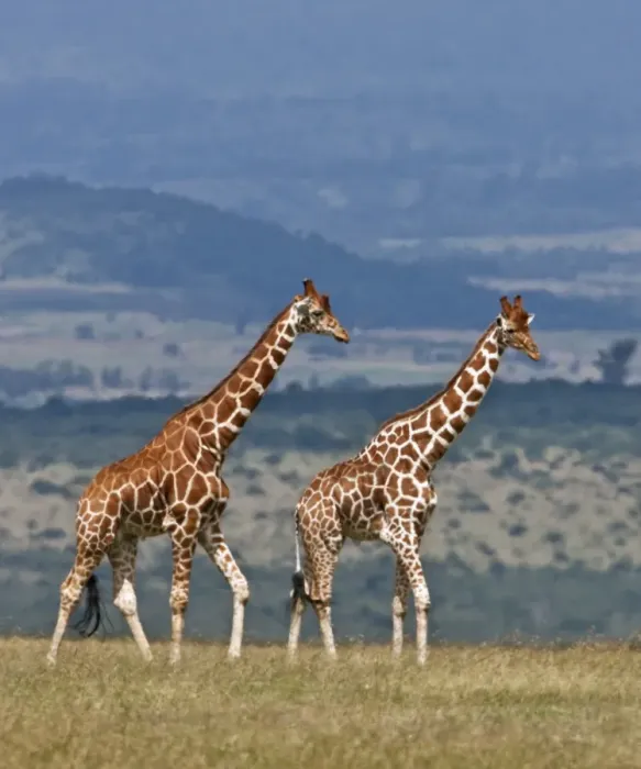 Framed Print : Reticulated giraffes. Mweiga, Solio, Kenya Framed Print : Reticulated giraffes. Mweiga, Solio, Kenya