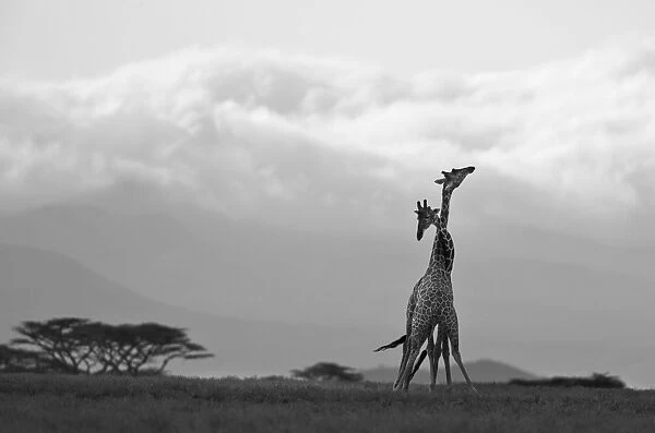 Two Reticulated giraffes necking in the early morning