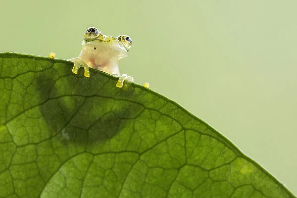Reticulated Glass Frog (Hyalinobatrachium Valerioi) Costa Rica