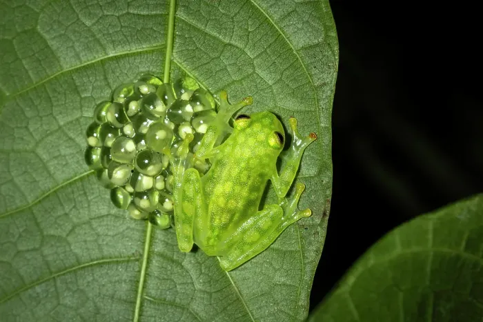 Framed Print : Reticulated Glass Frog (Hyalinobatrachium Valerioi) guarding eggs, mid elevation cloud forest, Arenal, Costa Rica Framed Print : Reticulated Glass Frog (Hyalinobatrachium Valerioi) guarding eggs, mid elevation cloud forest, Arenal, Costa Rica