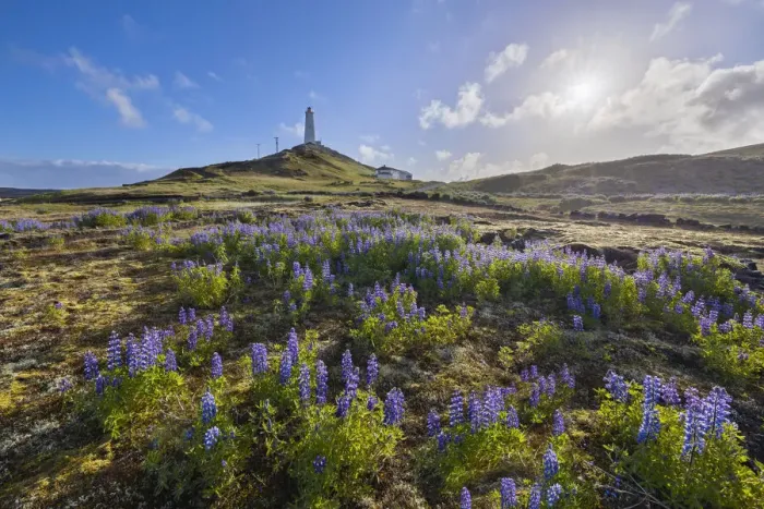 Framed Print : Reykjanesviti lighthouse and lupins at sunrise during summer, Grindavik Framed Print : Reykjanesviti lighthouse and lupins at sunrise during summer, Grindavik