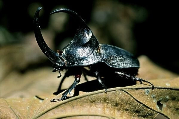 Rhinoceros beetle (megasoma elephas)