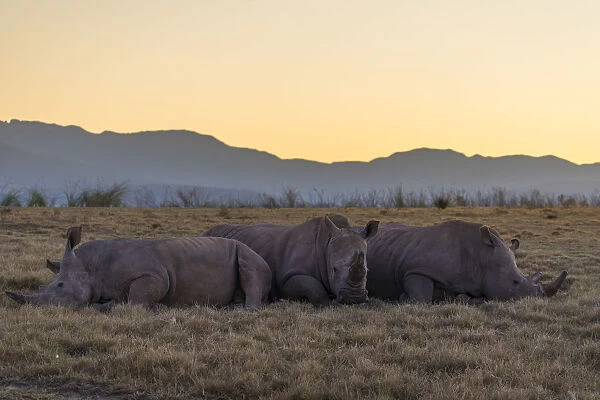 Rhinoceros at dawn, Botlierskop Private Game Reserve, Western Cape, South Africa