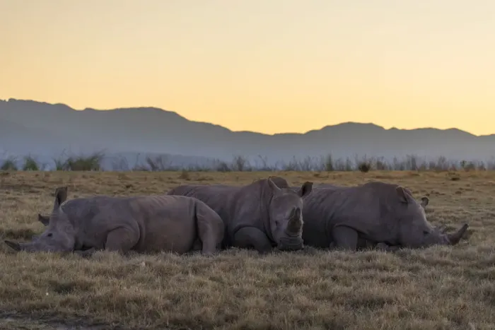 Framed Print : Rhinoceros at dawn, Botlierskop Private Game Reserve, Western Cape, South Africa