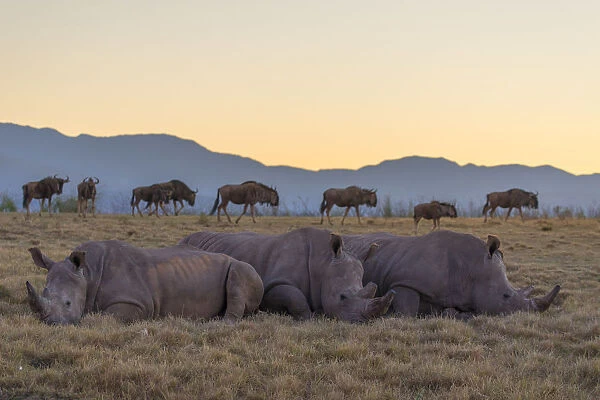 Rhinoceros and wildebeest at dawn, Botlierskop Private Game Reserve, Western Cape