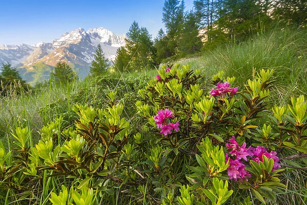 Rhododendron bush at Alpe dell Oro, Valmalenco, Valtellina, province of Sondrio, Lombardy
