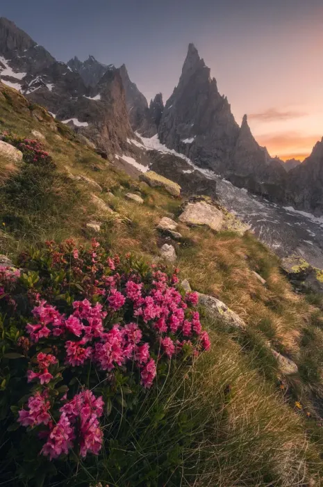 Framed Print : Rhododendron Ferrugineum growing near Freney Glacier Italian alps Framed Print : Rhododendron Ferrugineum growing near Freney Glacier Italian alps