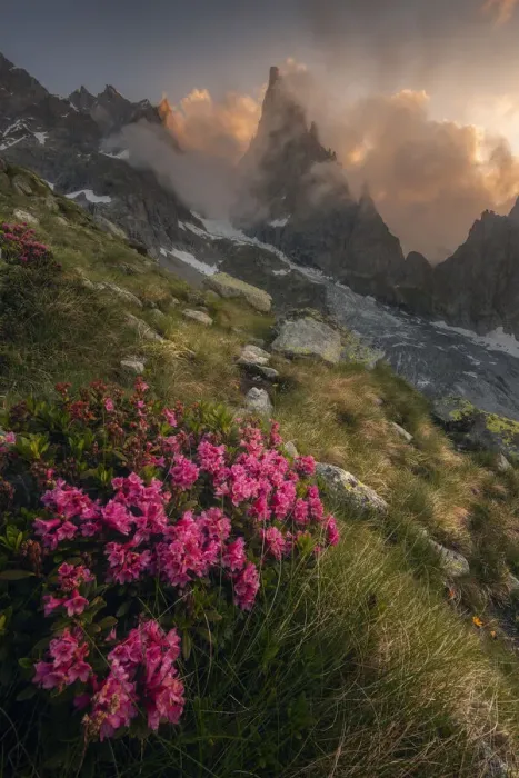 Framed Print : Rhododendron Ferrugineum growing near Freney Glacier Italian alps Framed Print : Rhododendron Ferrugineum growing near Freney Glacier Italian alps
