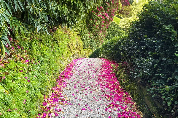 Rhododendron Flower Petal Lined Path, Lanhydrock, Bodman, Cornwall, England