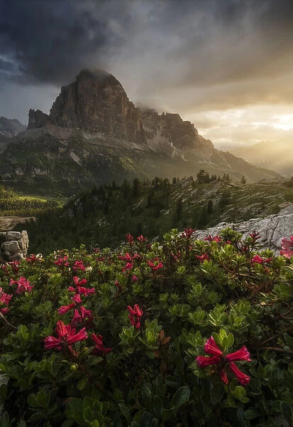Rhododendron flowers and the Tofane mountains in the Italian Dolomites during a stormy summer morning