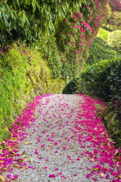 Framed Print : Rhododendron Lined Path, Lanhydrock, Bodman, Cornwall, England