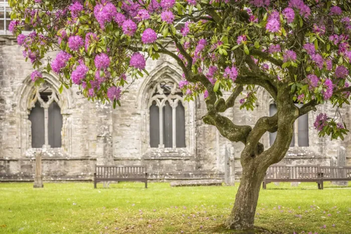 Framed Print : Rhododendron tree in front of Dunkeld Cathedral, Perth and Kinross, Scotland Framed Print : Rhododendron tree in front of Dunkeld Cathedral, Perth and Kinross, Scotland