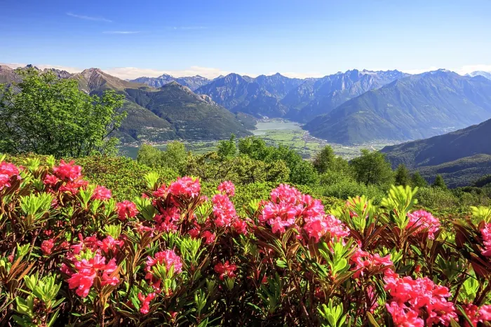 Framed Print : Rhododendrons in bloom on Monte Legnoncino with Valchiavenna on background, Lake Como, Lombardy, Italy