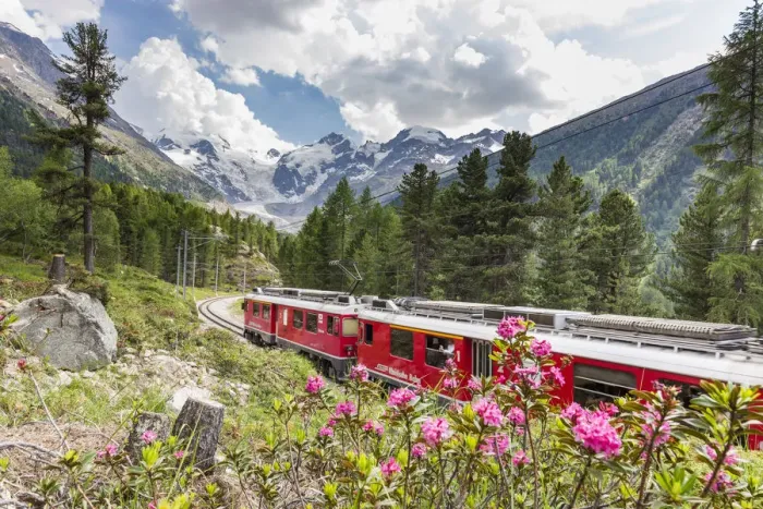 Framed Print : Rhododendrons frame the Bernina Express train, Morteratsch, Engadine Framed Print : Rhododendrons frame the Bernina Express train, Morteratsch, Engadine
