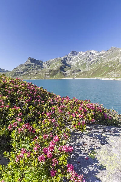 Rhododendrons frame the blue water of the lake Montespluga Chiavenna Valley Sondrio