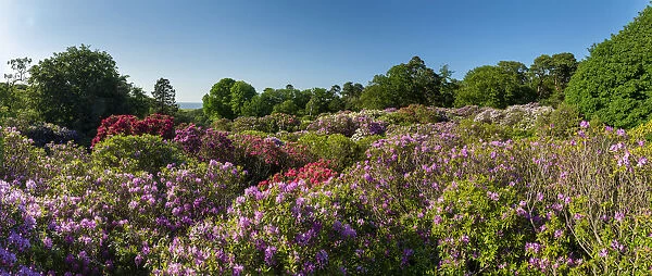 Rhododendrons in Sheringham Park, Norfolk, England