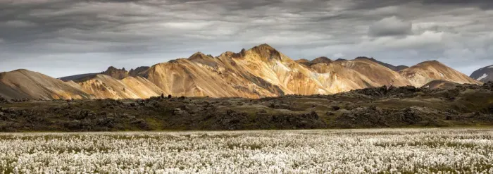 Framed Print : Rhyolite mountains, In the foreground cottongrass field, Landmannalaugar, South Iceland Framed Print : Rhyolite mountains, In the foreground cottongrass field, Landmannalaugar, South Iceland