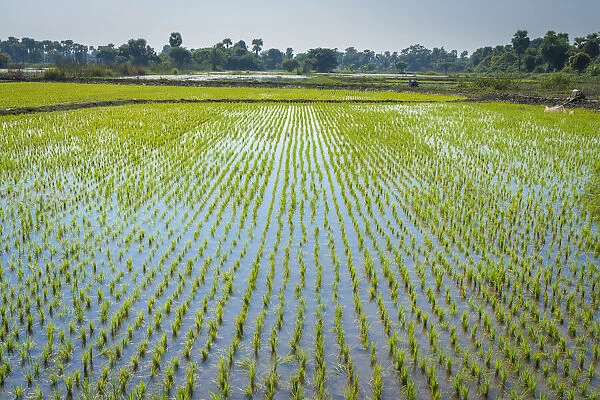Rice field near Bagaya monastery, Inwa (Ava), Mandalay Region, Myanmar