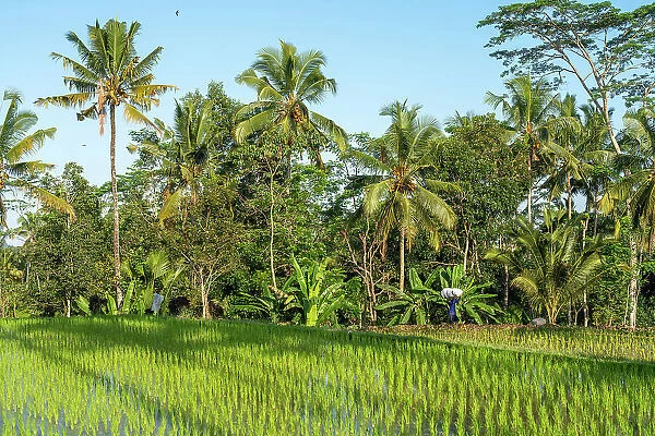Rice field with palm trees, Ubud, Bali, Indonesia
