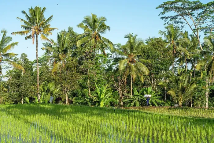 Framed Print : Rice field with palm trees, Ubud, Bali, Indonesia Framed Print : Rice field with palm trees, Ubud, Bali, Indonesia