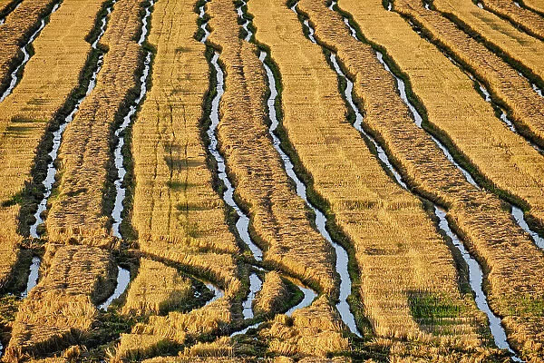 A rice field in the Sado Estuary Nature Reserve after the harvesting. Comporta, Portugal