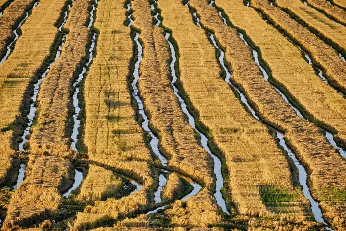 Framed Print : A rice field in the Sado Estuary Nature Reserve after the harvesting. Comporta, Portugal Framed Print : A rice field in the Sado Estuary Nature Reserve after the harvesting. Comporta, Portugal