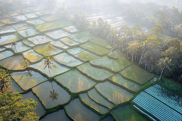 Rice fields from above, Ubud, Bali, Indonesia