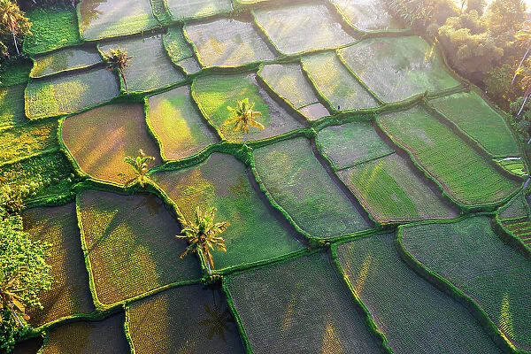 Rice fields from above, Ubud, Bali, Indonesia