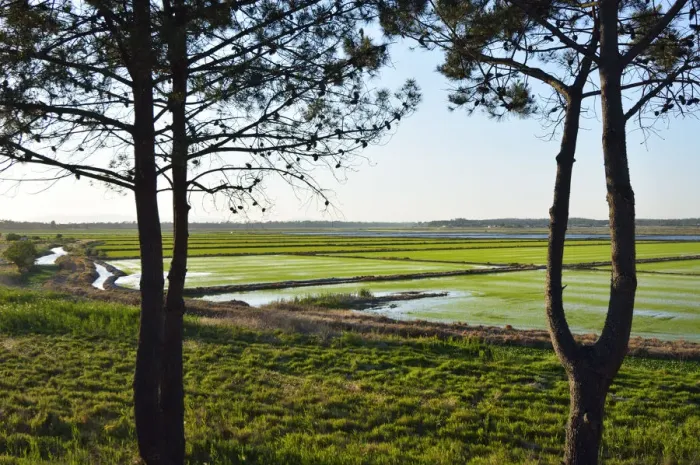 Framed Print : Rice fields. Comporta, Alentejo, Portugal Framed Print : Rice fields. Comporta, Alentejo, Portugal