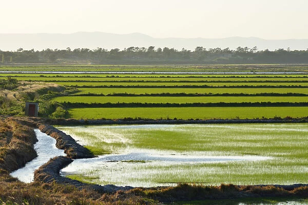Rice fields. Comporta, Alentejo, Portugal