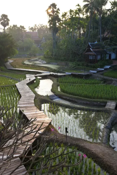 Framed Print : Rice paddies nr Chiang Mai, Thailand Framed Print : Rice paddies nr Chiang Mai, Thailand