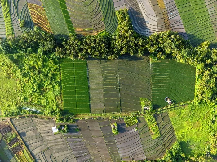 Framed Print : Rice Tarraces near Tanah Lot, Bali, Indonesia