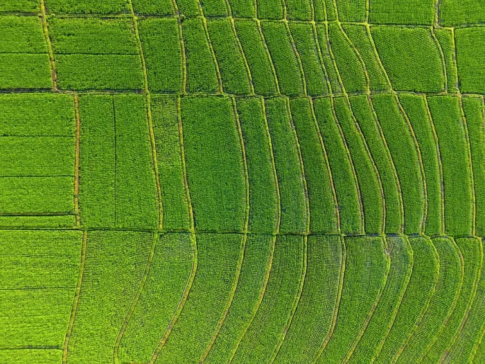 Framed Print : Rice Tarraces near Tanah Lot, Bali, Indonesia
