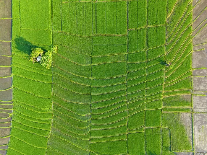 Framed Print : Rice Tarraces near Tanah Lot, Bali, Indonesia