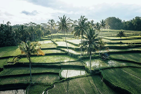 Rice terrace in Ubud, Bali, Indonesia. Aerial view