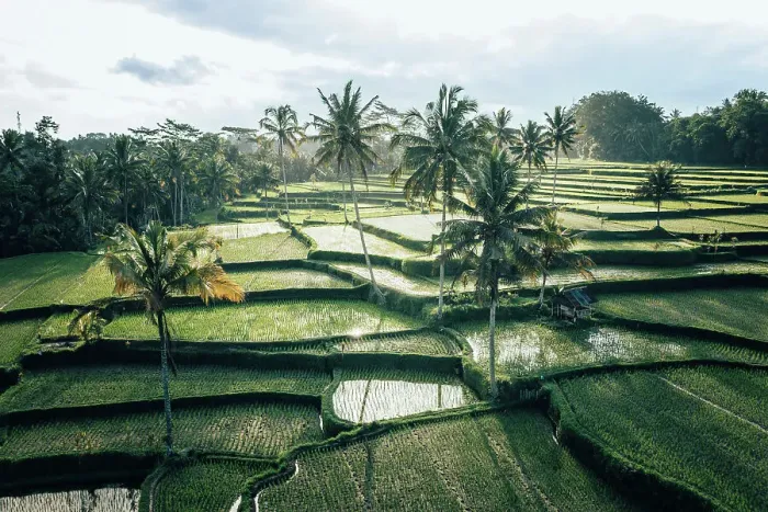Framed Print : Rice terrace in Ubud, Bali, Indonesia. Aerial view Framed Print : Rice terrace in Ubud, Bali, Indonesia. Aerial view