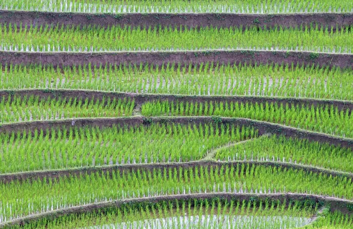 Framed Print : Rice terrace with young rice plants during the Water Season, Tu Le, Yen Bai Province, Vietnam Framed Print : Rice terrace with young rice plants during the Water Season, Tu Le, Yen Bai Province, Vietnam