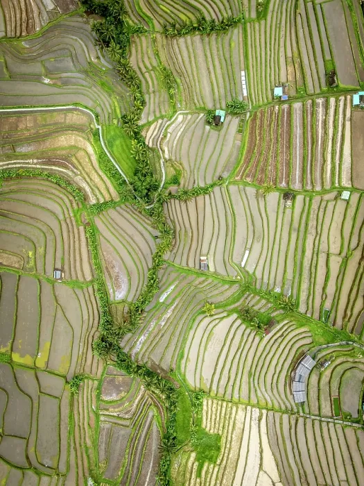 Framed Print : Rice Terraces at Jatiluwih, Bali, Indonesia Framed Print : Rice Terraces at Jatiluwih, Bali, Indonesia