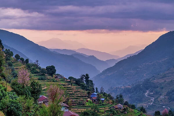 Rice Terraces in Landruk Valley at Sunset, Landruk, Nepal, Asia