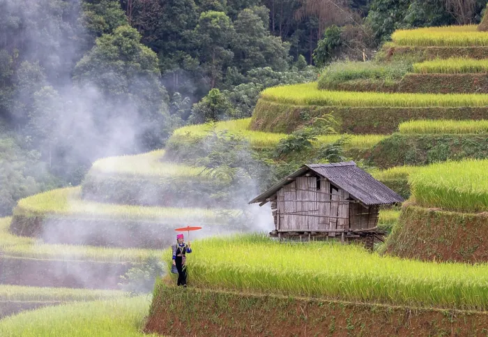Framed Print : Rice terraces, Mu Cang Chai, Northwest Vietnam, Asia Framed Print : Rice terraces, Mu Cang Chai, Northwest Vietnam, Asia