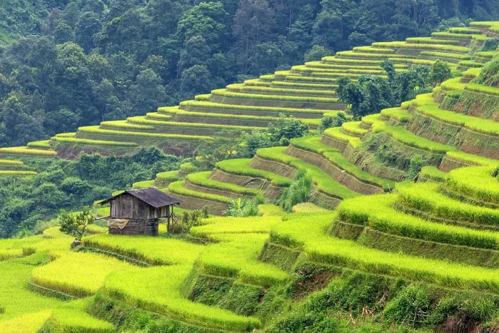 Framed Print : Rice terraces, Mu Cang Chai, Northwest Vietnam, Asia Framed Print : Rice terraces, Mu Cang Chai, Northwest Vietnam, Asia