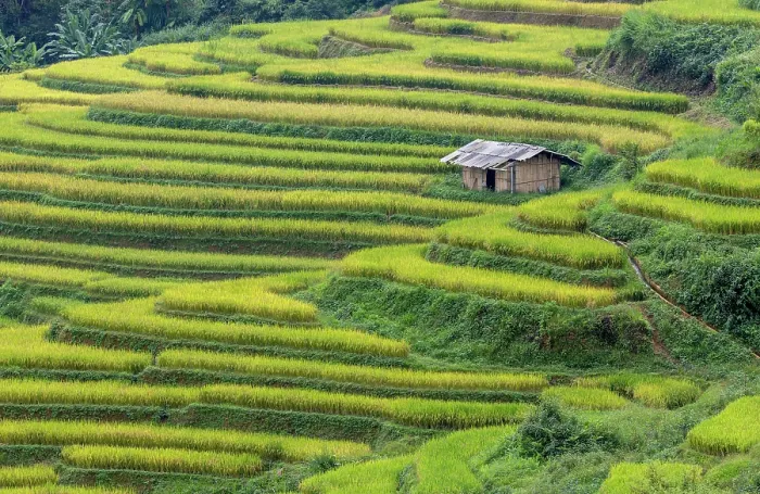 Framed Print : Rice terraces, Mu Cang Chai, Northwest Vietnam, Asia Framed Print : Rice terraces, Mu Cang Chai, Northwest Vietnam, Asia