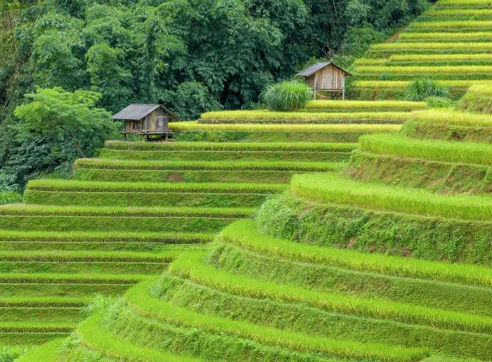 Framed Print : Rice terraces, Mu Cang Chai, Northwest Vietnam, Asia Framed Print : Rice terraces, Mu Cang Chai, Northwest Vietnam, Asia