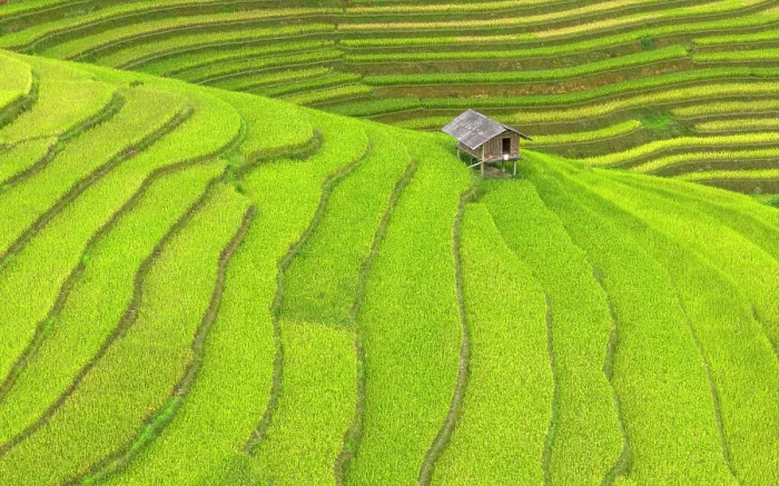 Framed Print : Rice terraces, Mu Cang Chai, Northwest Vietnam, Asia Framed Print : Rice terraces, Mu Cang Chai, Northwest Vietnam, Asia