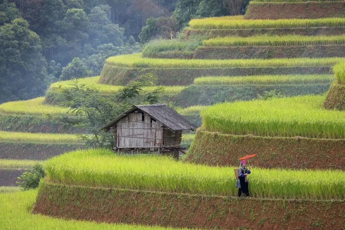 Framed Print : Rice terraces, Mu Cang Chai, Northwest Vietnam, Asia Framed Print : Rice terraces, Mu Cang Chai, Northwest Vietnam, Asia