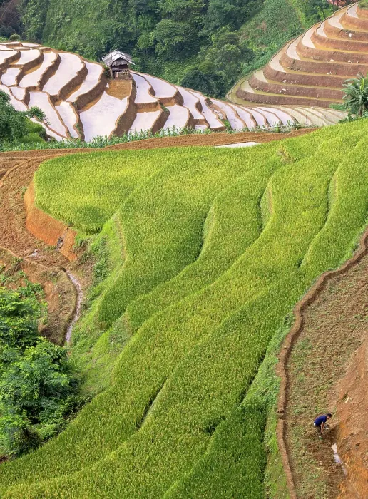 Framed Print : Rice terraces at Mu Cang Chai, Vietnam Framed Print : Rice terraces at Mu Cang Chai, Vietnam
